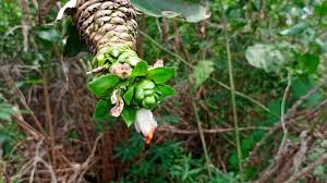 Image result for Costus afer