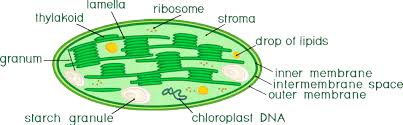 Where is the chloroplast located in a cell? Draw A Well Labeled Diagram Of Structure Of Chloro Class 12 Biology Cbse