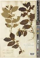 Image result for Grewia micrantha
