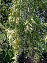 Image result for Melaleuca leucadendron