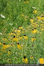 Image result for Cineraria pinnata