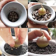 Image result for Schizobasis intricata