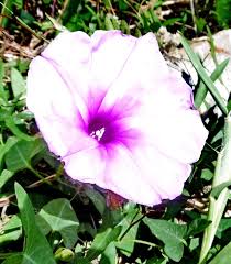 Image result for Ipomoea aquatica