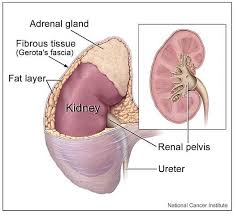 Kidney Vs Liver Lorecentral Adrenal Glands Congenital Adrenal Hyperplasia Adipose Tissue