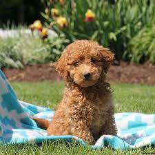 Mini Whoodle Puppies For Sale Greenfield Puppies
