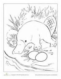Duckbill Platypus Color Pages Australia Animals Platypus Image Platypus habitats throughout australia are colored in blue within this printable map for children. australia animals platypus