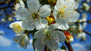We did not find results for: Unique Flower Wallpapers Group 84