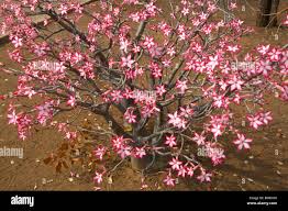 Image result for Adenium multiflorum