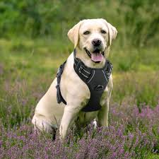 Best No Pull Dog Harness Review A Complete Guide 2019