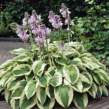 We did not find results for: 19 Alison Pond Plants Ideas Plants Pond Plants Garden