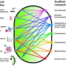 Check spelling or type a new query. Pdf Genetically Encodable Scaffolds For Optimizing Enzyme Function