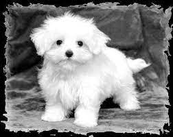 Maltese Puppies For Sale Maltese Breeders 954 434 4116 Maltese Puppy Maltese Dogs Maltese Puppies For Sale
