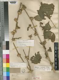 Image result for Hibiscus mastersianus