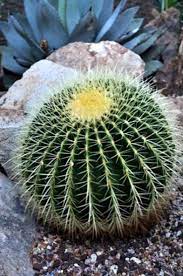 ¿cómo saber cuándo regar las. Cuidar El Cactus Barril En El Jardin Como Hacer Crecer El Cactus Barril Es Haenselblatt Com