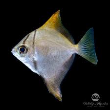 Image result for Monotes engleri