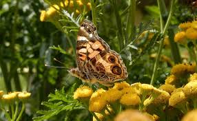 Zucchini is super susceptible to a couple of pests, though, so i try to use companion planting {and the love of picking. Maine Home Garden News September 2020 Cooperative Extension Garden Yard University Of Maine Cooperative Extension
