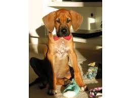 Visit us now to find the right rhodesian if you're interested in a puppy from crestridge rhodesians, please apply. Rhodesian Ridgeback Puppies In Florida