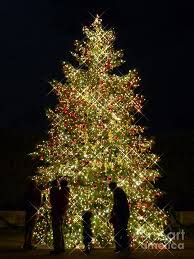 Christmas Tree Lights At Longwood Gardens In Kennett Square Pennsylvania By Christine Stack Christmas Christmas In America Christmas Tree