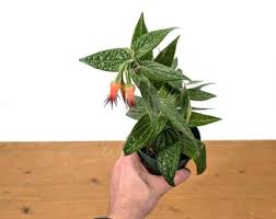 Image result for Ceropegia rendallii