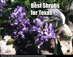 Check spelling or type a new query. Texas A M Agrilife Extension Native Plants Texas Native Plants Shrubs