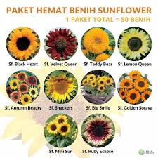 Bunga matahari jenis junior merupakan bunga matahari dengan ukuran kerdil yang memiliki percabangan bunga. Paket Hemat Benih Aneka Sunflower Bunga Matahari 10 Jenis Total 50 Biji Lazada Indonesia
