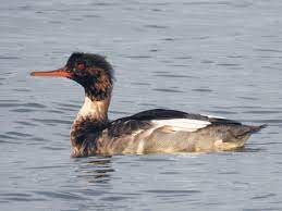 Maybe you would like to learn more about one of these? Red Breasted Merganser Ebird