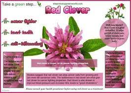 Pin On Herbal Medicine