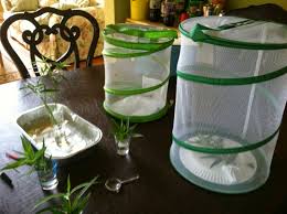 In an enclosure, they'll usually start flapping around a bit when they're ready to get out and fly. How To Raise Monarch Butterflies A Basic Guide The Jersey Momma