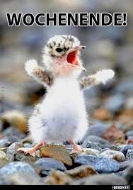 Lustige bilder zum wochenende kostenlos bilder und sprüche. 40 Lustige Bilder Endlich Wochenende Endlich Wochenende Lustig Debeste