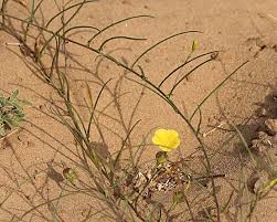 Image result for Xenostegia tridentata