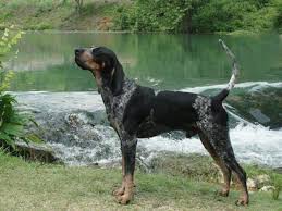 Black And Tan Virginia Foxhound Puppies For Sale Pin On Blueticks