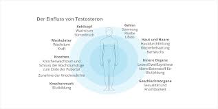 Aceasta este sursa principală de testosteron a femeii la menopauză. Aufgaben Von Testosteron Im Korper Mannvital