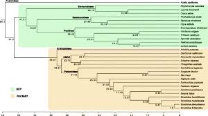 Image result for Urochloa oligobrachiata