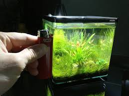 Penn Plax 1 85g Aquaterrium Pico Riparium The Planted Tank Forum Cichlid Aquarium Fresh Water Aquarium