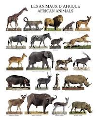 African Animals Art Print Art Com Africa Animals African Animals Animals