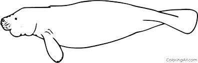 301 x 388 file type: Very Simple Manatee Coloring Page Coloringall