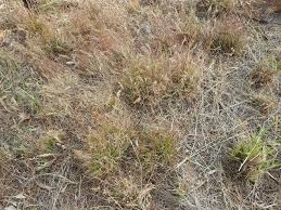 Image result for Pentameris