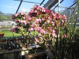 Image result for Adenium multiflorum