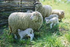 sheep pregnancy calculator gestation calculator com