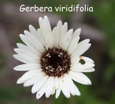 Image result for Gerbera viridifolia
