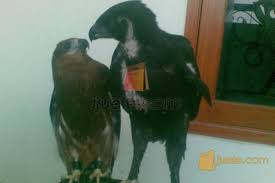Check spelling or type a new query. Burung Elang Bondol Elang Hitam Che Dm Pasuruan Jualo