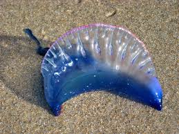 Portuguese Man O War Blue Jellyfish Portuguese Man O War Blue Jellyfish Jellyfish