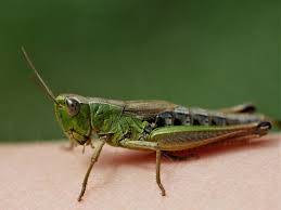 The order comprises two suborders, caelifera (grasshoppers, locusts, and mole crickets) and ensifera (true crickets, katydids, and bush crickets). Kurzfuhlerschrecken Caelifera Foto Bild Natur Bilder Auf Fotocommunity