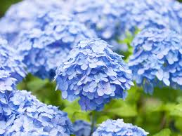 Put the adverbial modifiers in their proper places. How Long Do Hydrangea Flowers Last Plant Index