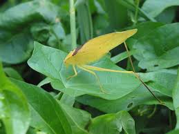 Image result for Cryptolepis oblongifolia