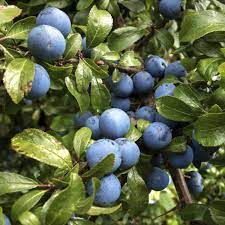 Maybe you would like to learn more about one of these? Blackthorn 40 60cm Bowhayes Trees Store