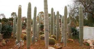 Old Man Cactus Care Growing Cephalocereus Senilis How To