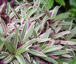 Plant identification closed purple and green leaved shrub ident 3 by darkmorning plant identification closed vine with purple gray green striped leaves 1 by nancygroutsis purple passion plant identification walter reeves the georgia gardener 23 colorful houseplants to warm. Green Leaves On Top Purple Underneath Osera