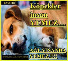 Bursa Ucretsiz Hayvan Sahiplendirme Herkese Acik Grup Facebook