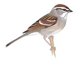 Birds Native To Pennsylvania Birds Audubon Pennsylvania Birds Common Birds Bird Guides